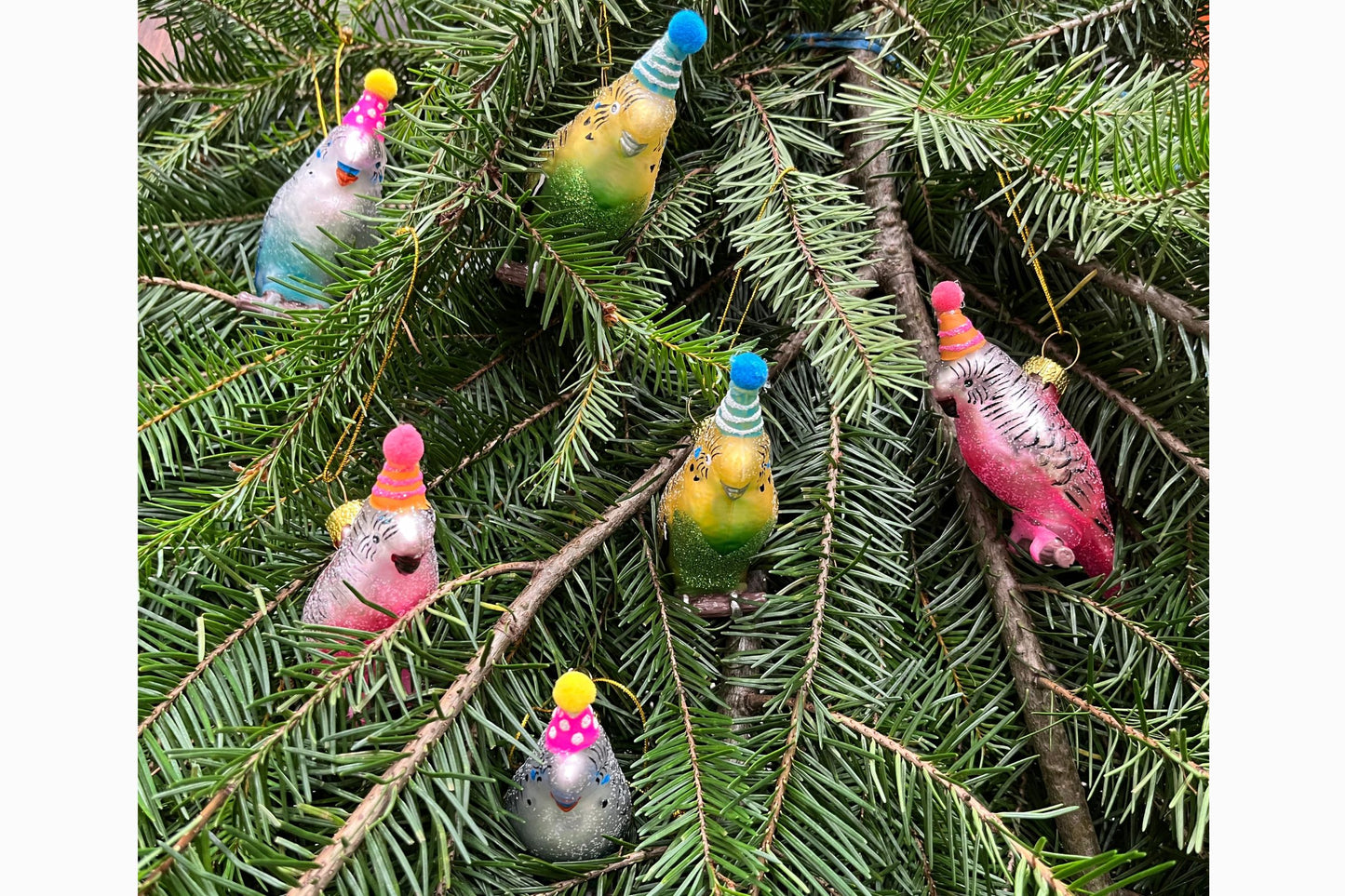 Perky parakeet - Green