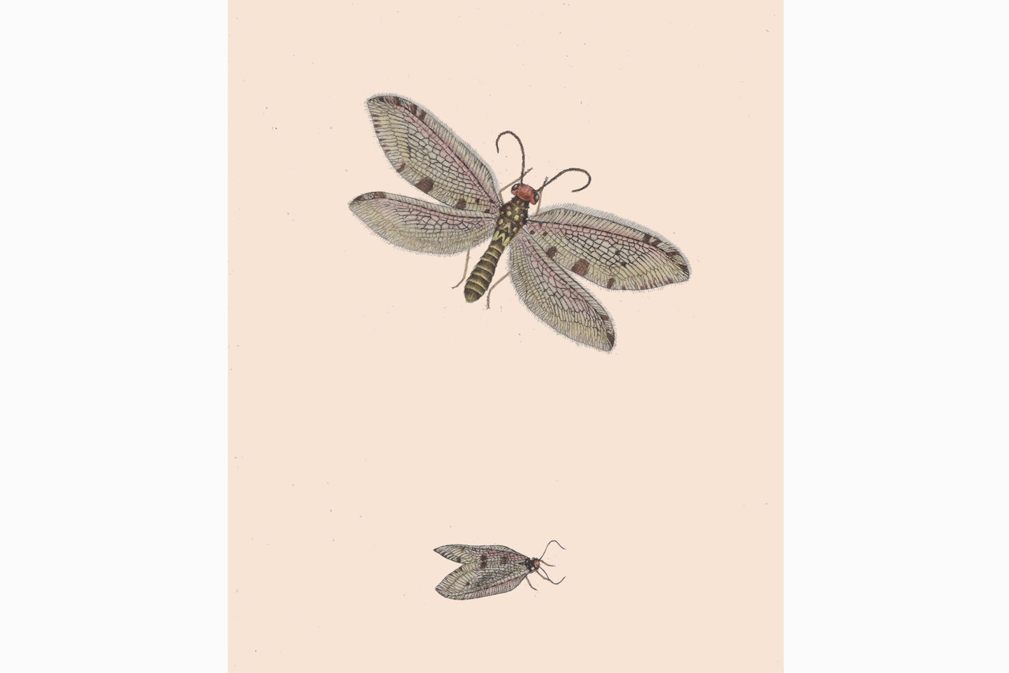 Butterfly print Ref B188