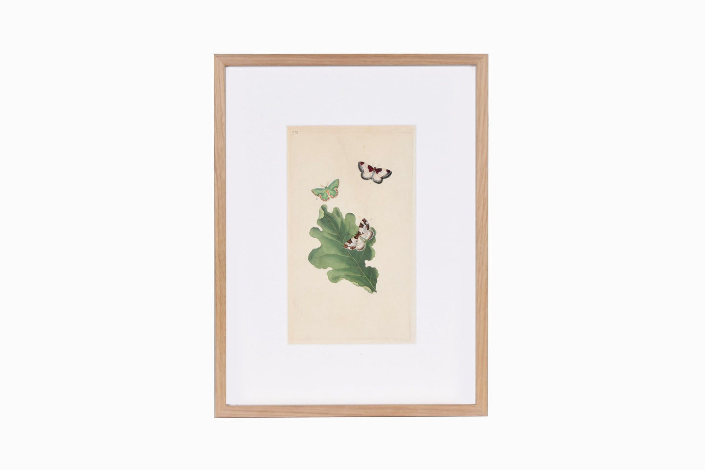 Estampado de mariposas Ref B202