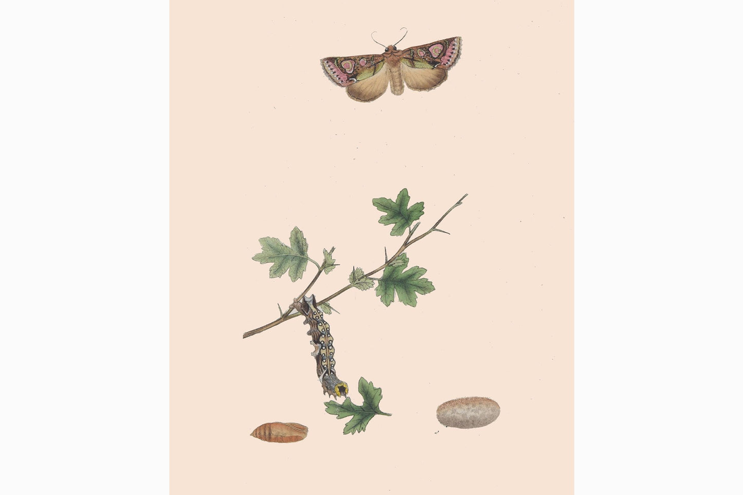 Estampado de mariposas Ref B165