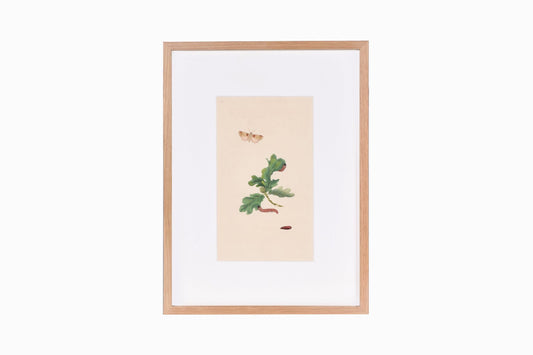 Estampado de mariposas Ref B179