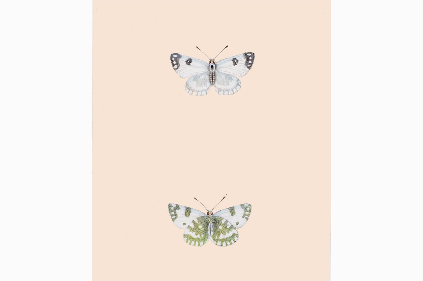Imprimé papillon Réf B200