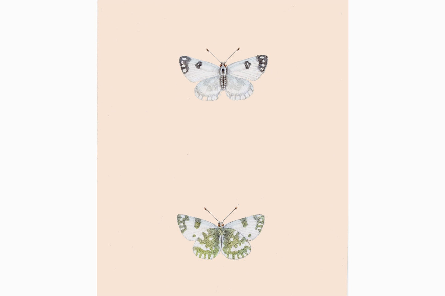 Butterfly print Ref B200