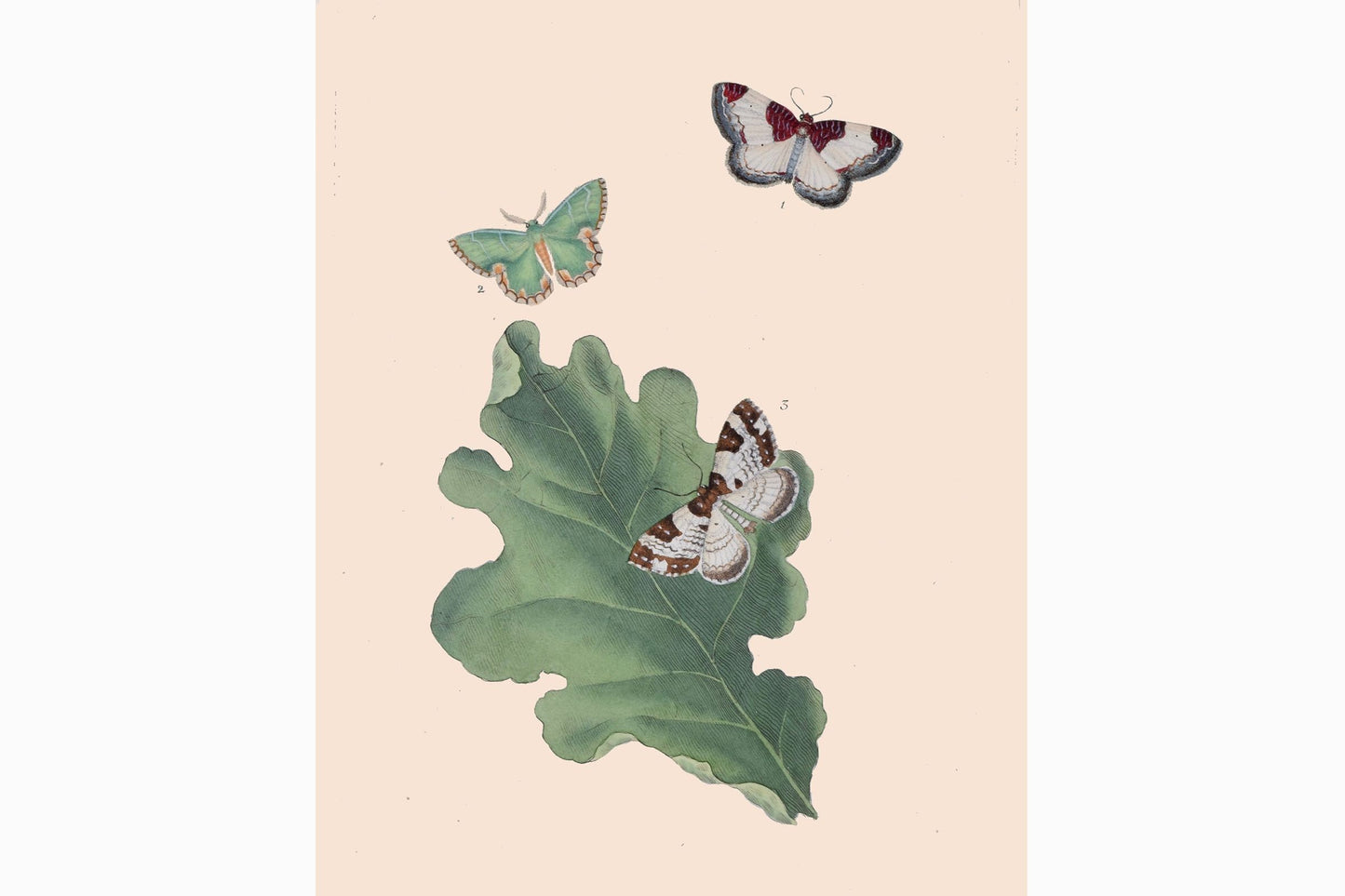 Estampado de mariposas Ref B202