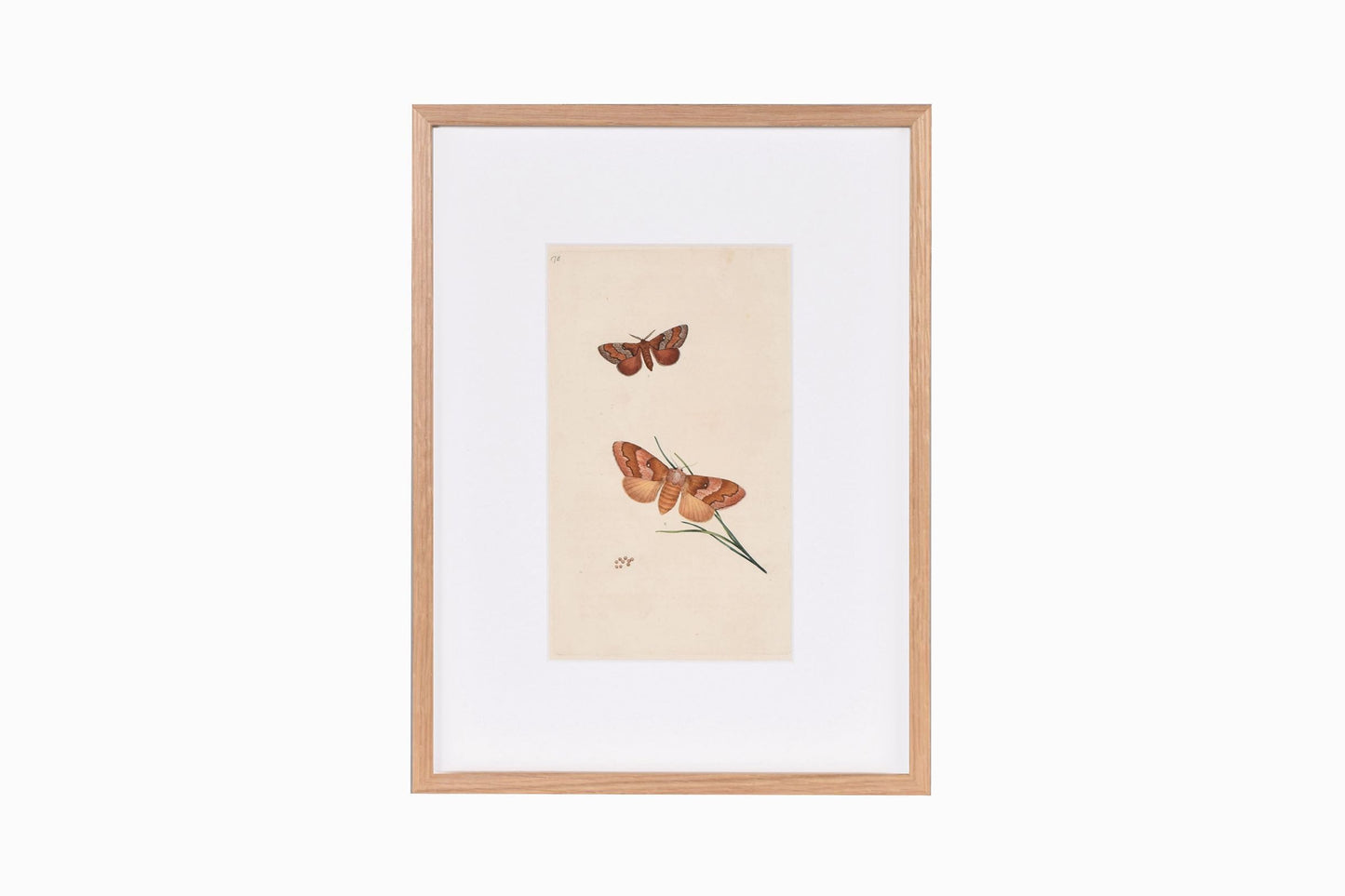 Estampado de mariposas Ref B178