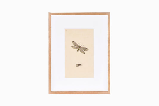 Estampado de mariposas Ref B188