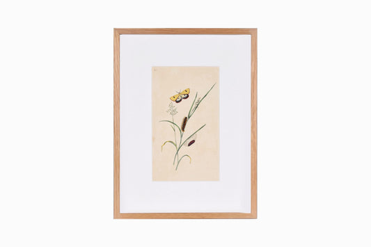 Estampado de mariposas Ref B214