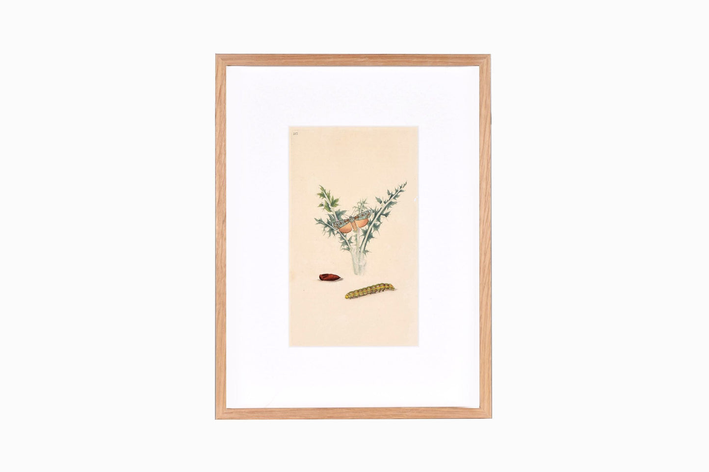 Estampado de mariposas Ref B213