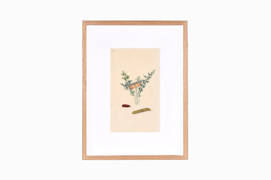 Estampado de mariposas Ref B213