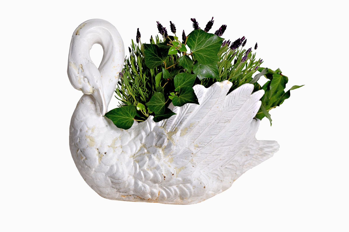 PLANTAS DE CISNE DE HIERRO