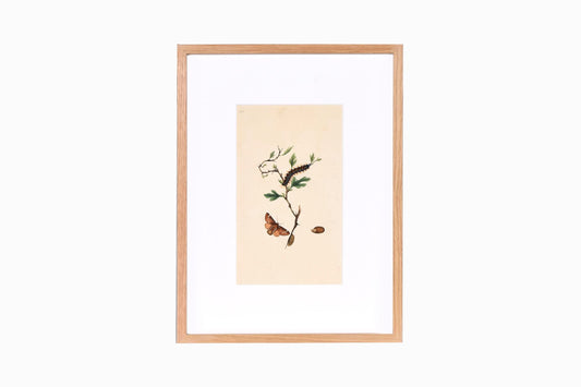 Estampado de mariposas Ref B210