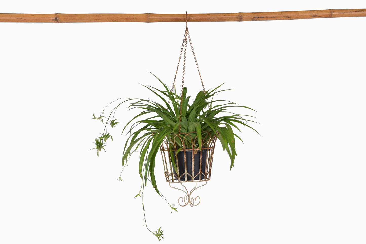 Una cesta colgante de alambre de metal de estilo victoriano.