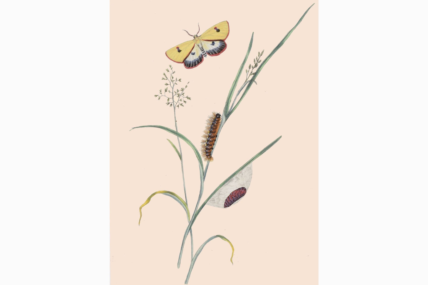 Estampado de mariposas Ref B214
