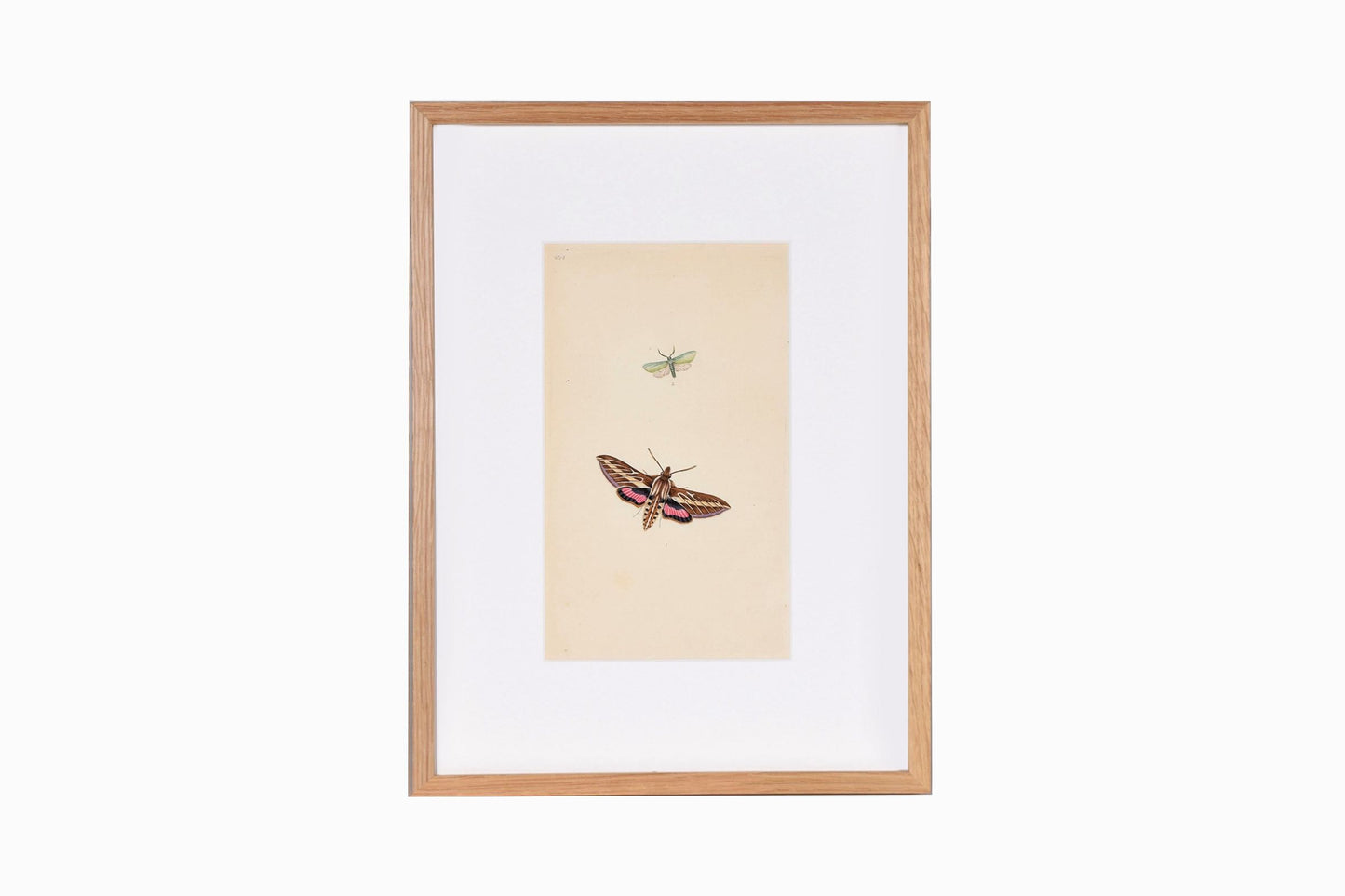 Estampado de mariposas Ref B204