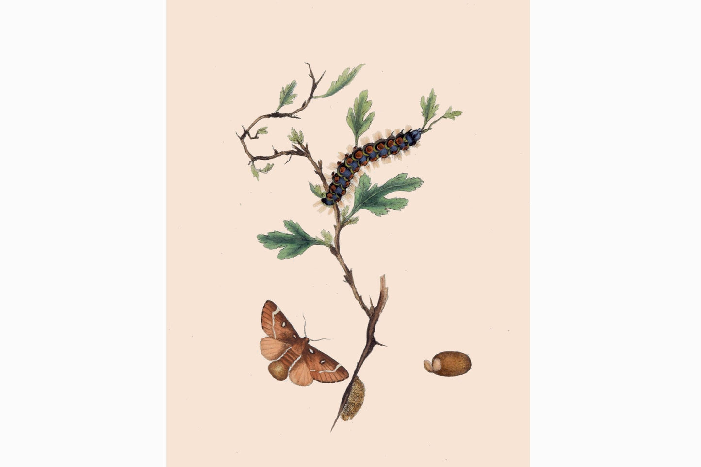 Estampado de mariposas Ref B210