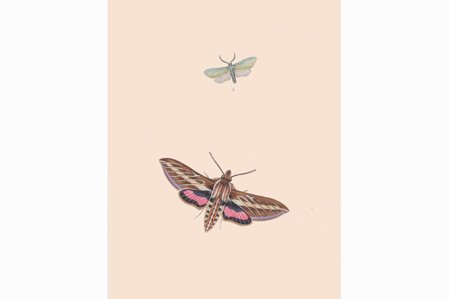 Estampado de mariposas Ref B204