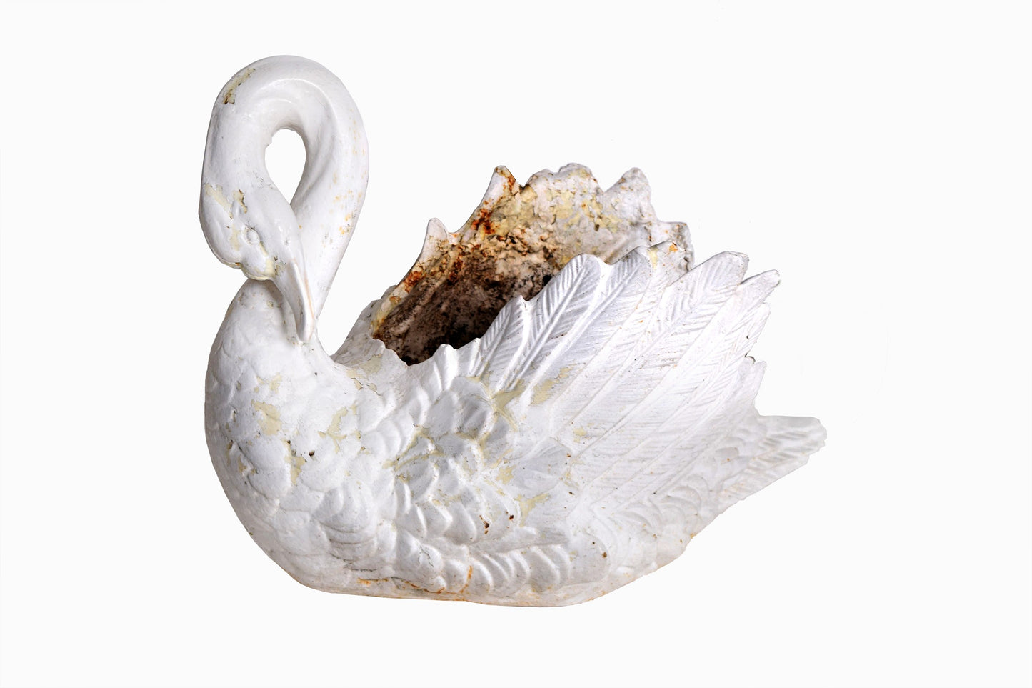 PLANTAS DE CISNE DE HIERRO