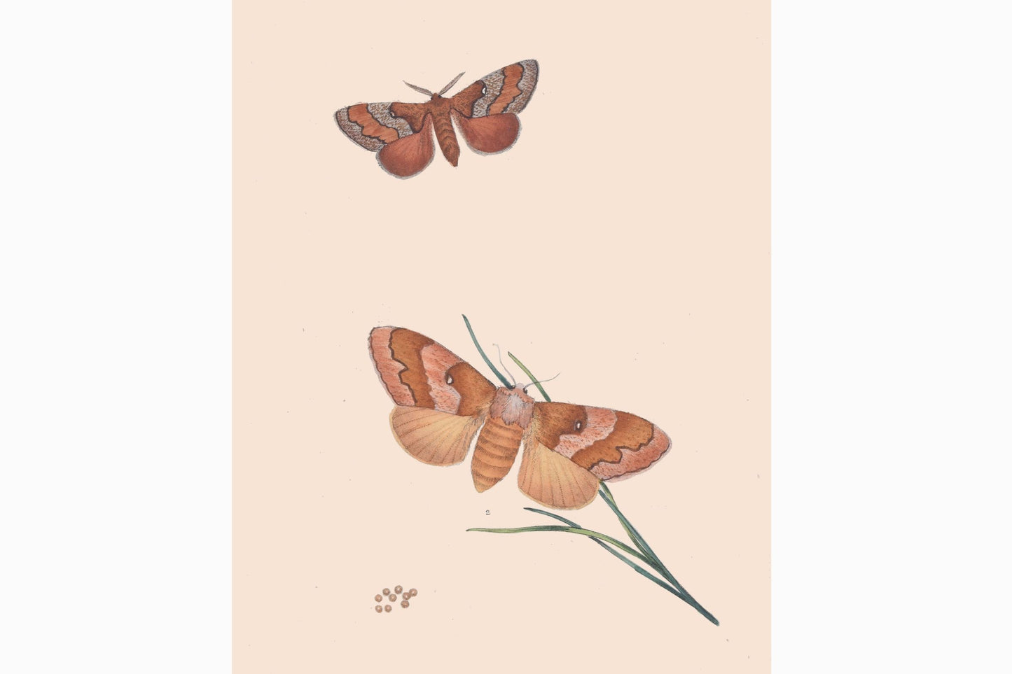 Estampado de mariposas Ref B178