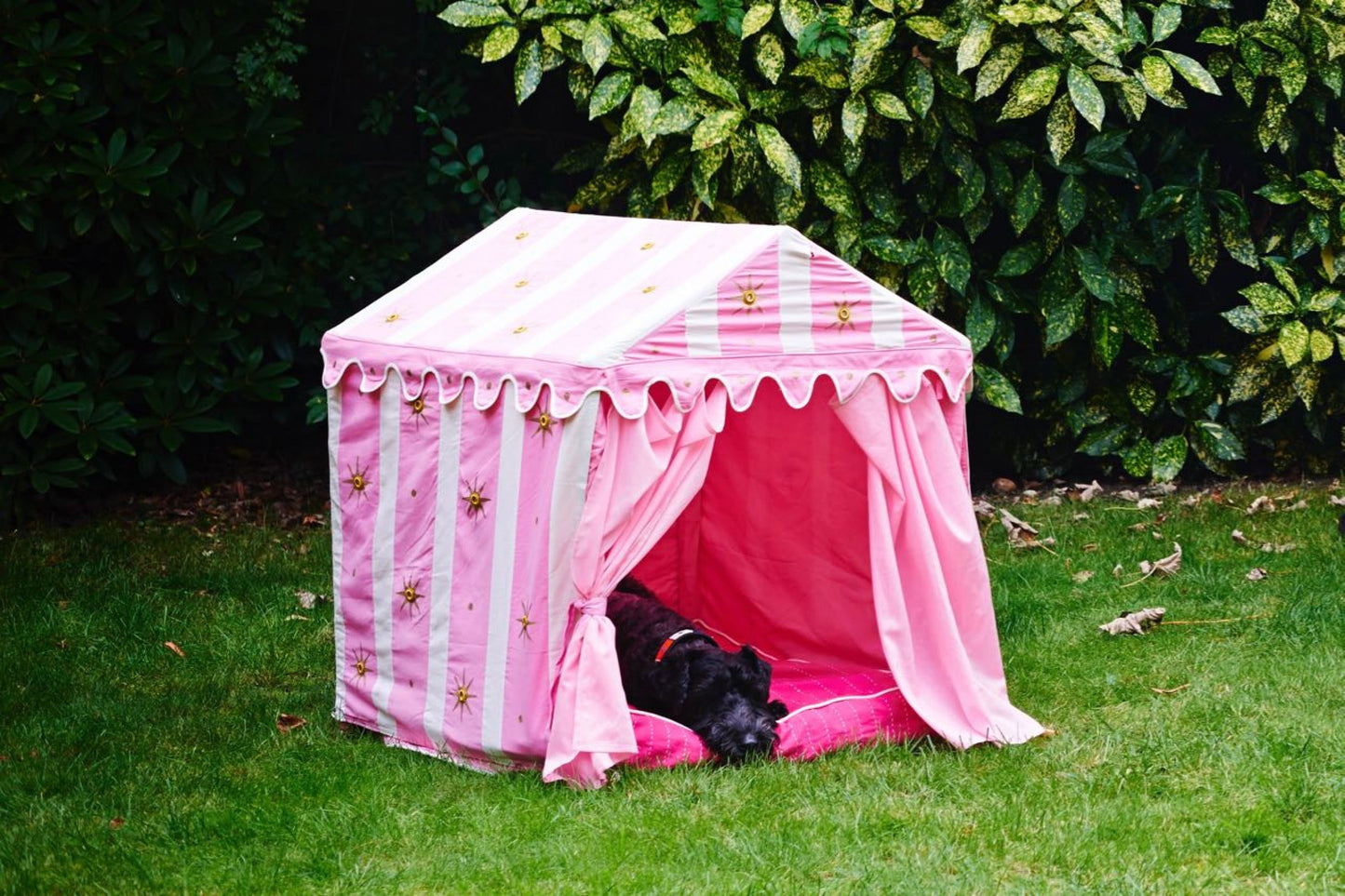 DOG TENT