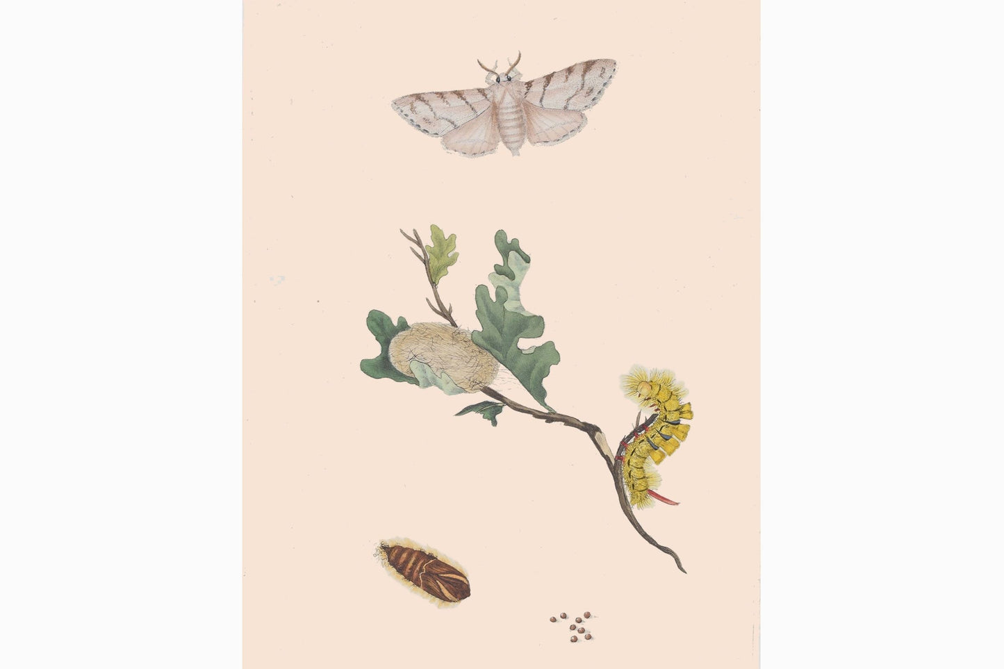 Estampado de mariposas Ref B160