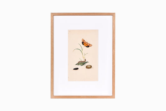 Estampado de mariposas Ref B208