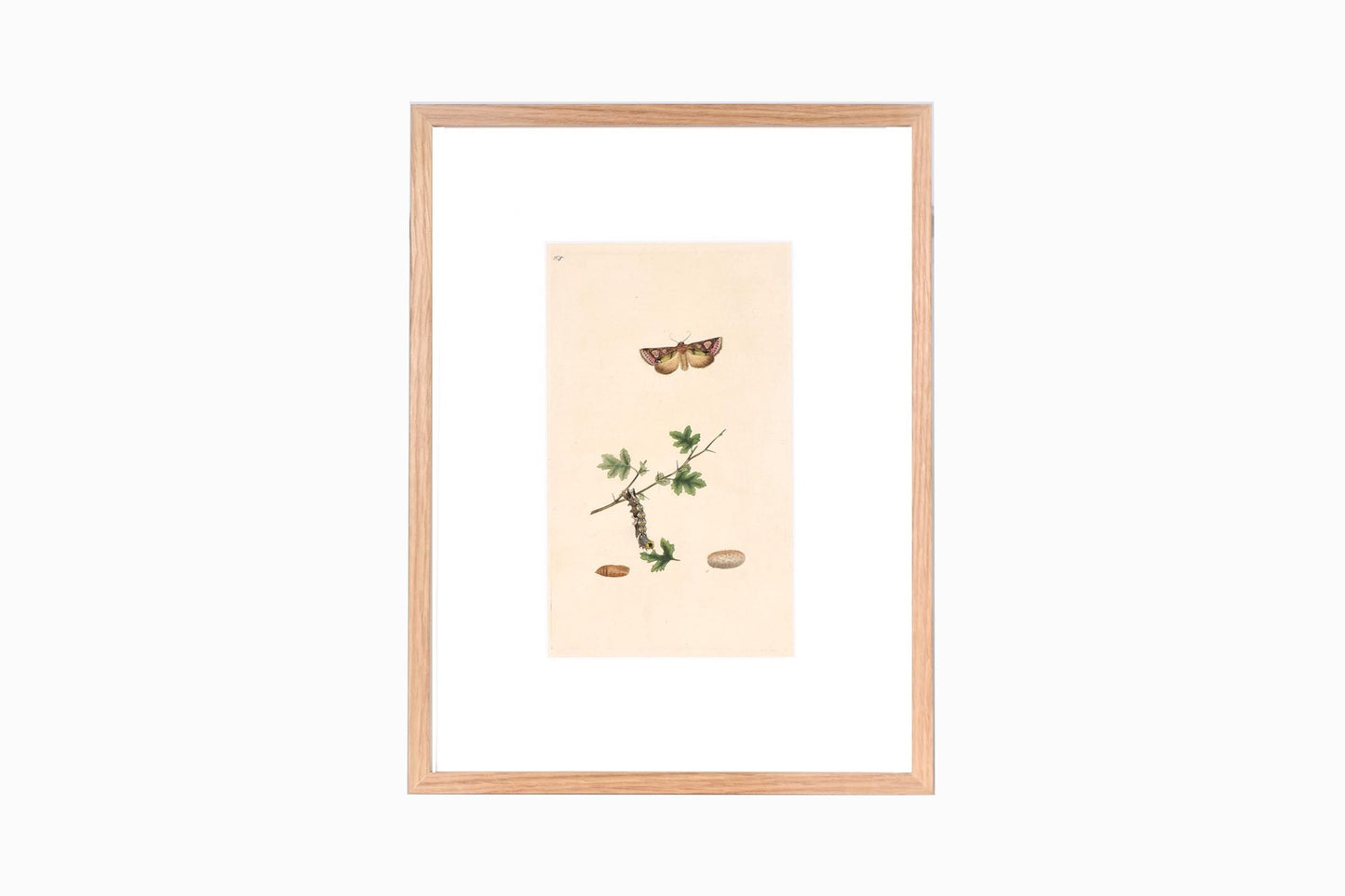 Estampado de mariposas Ref B165