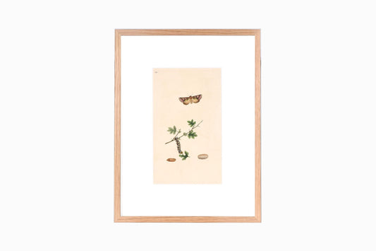 Estampado de mariposas Ref B165