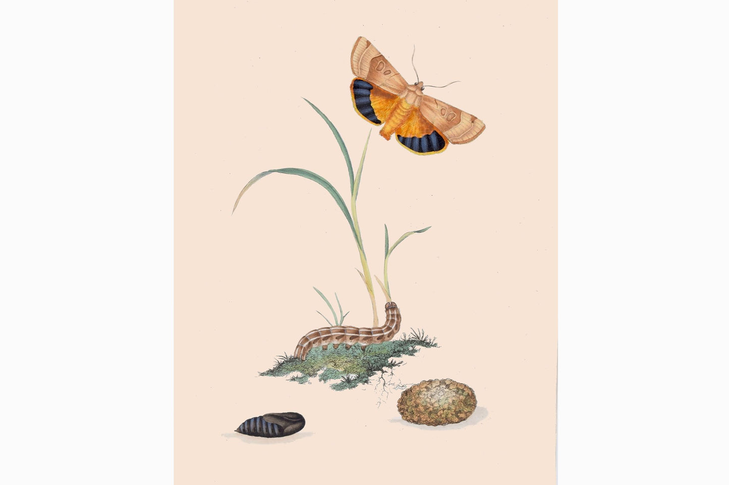 Estampado de mariposas Ref B208