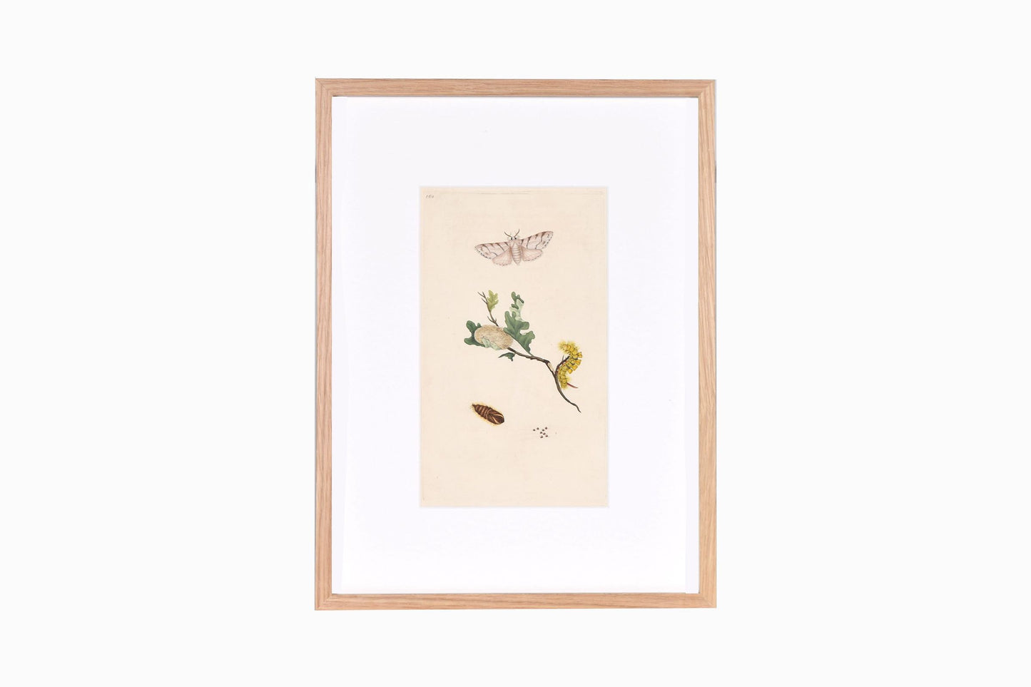 Estampado de mariposas Ref B160
