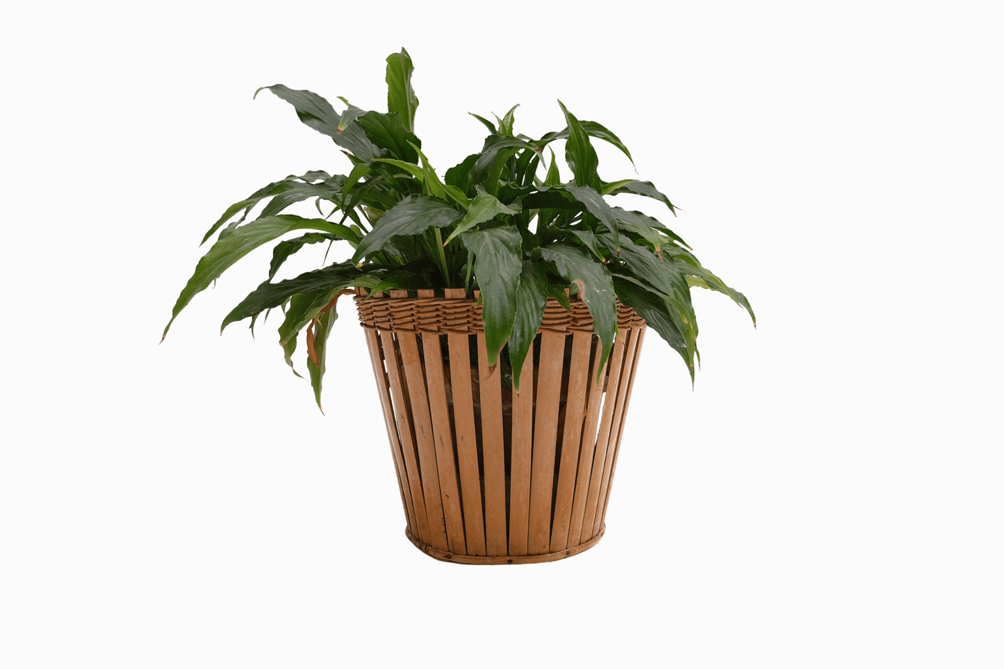 Spliit Bamboo Planter