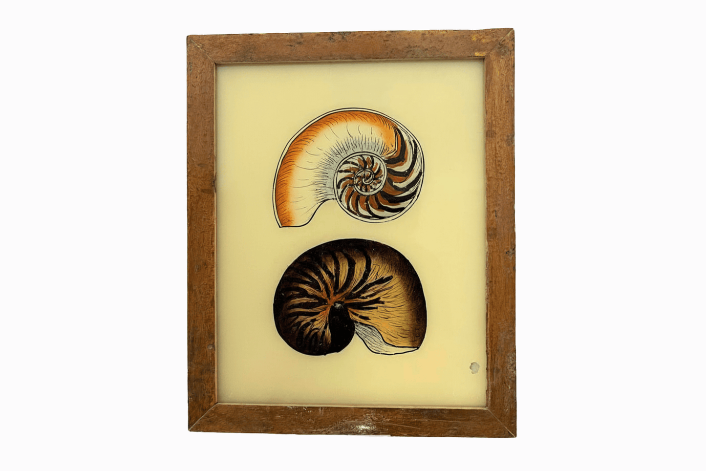 Indian Glass Painting of Nautilus Shells (Medium)