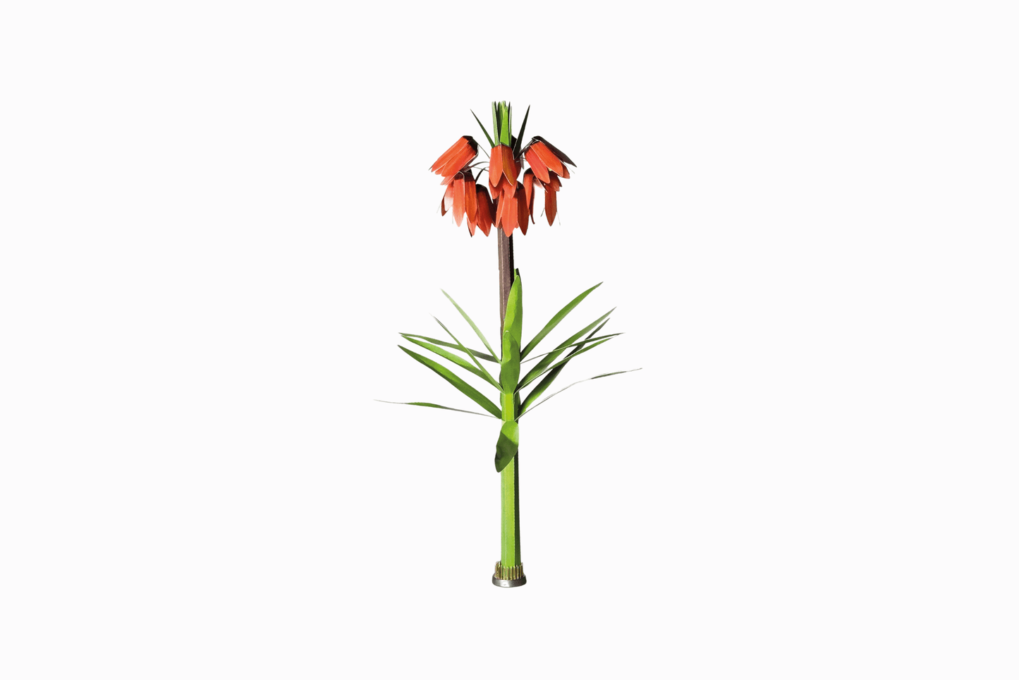 Flat pack paper Crown Imperial