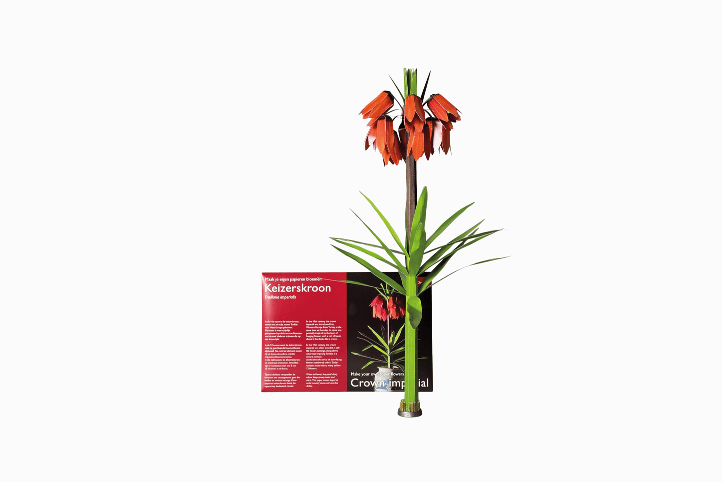 Flat pack paper Crown Imperial