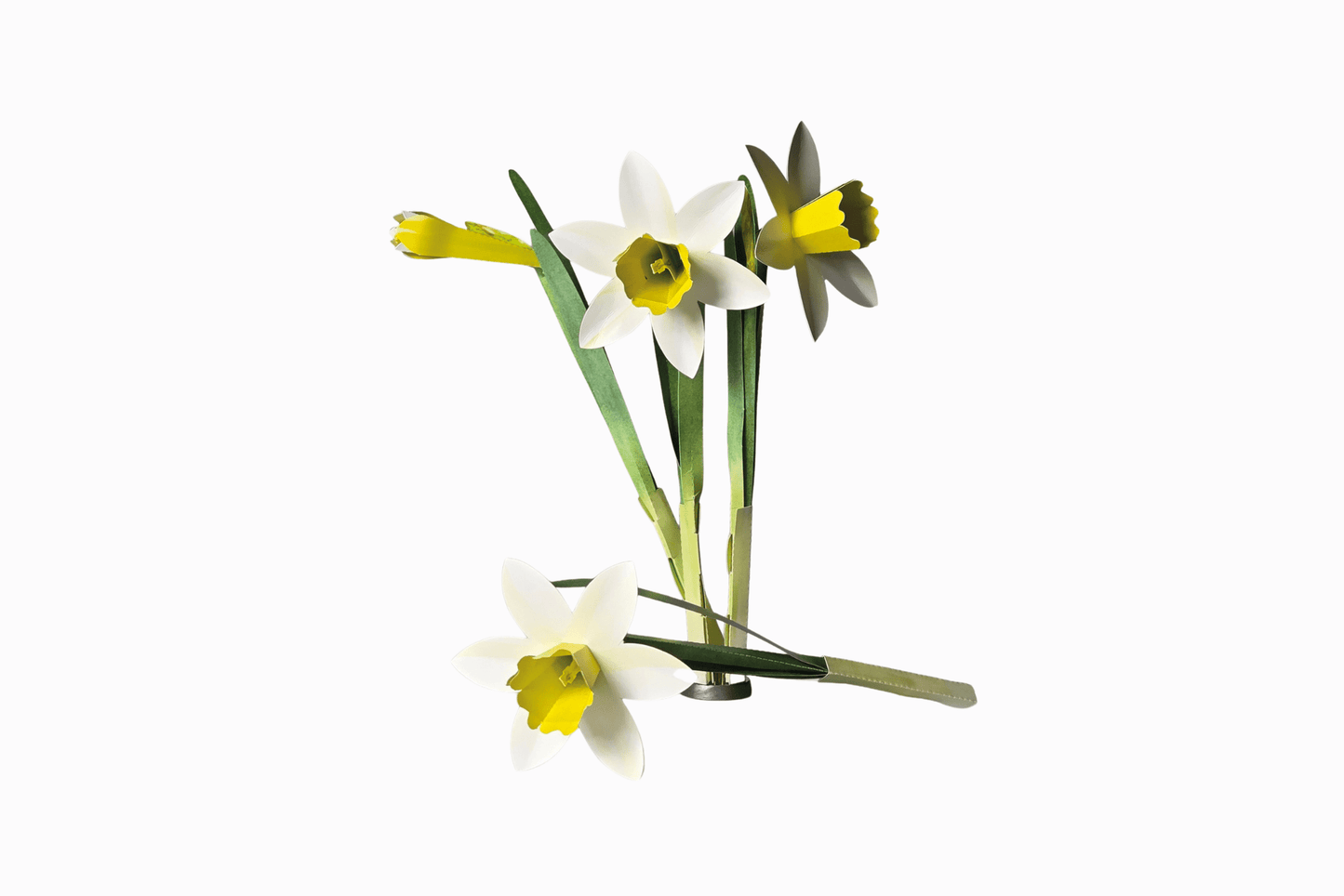 Flat pack paper wild daffodils