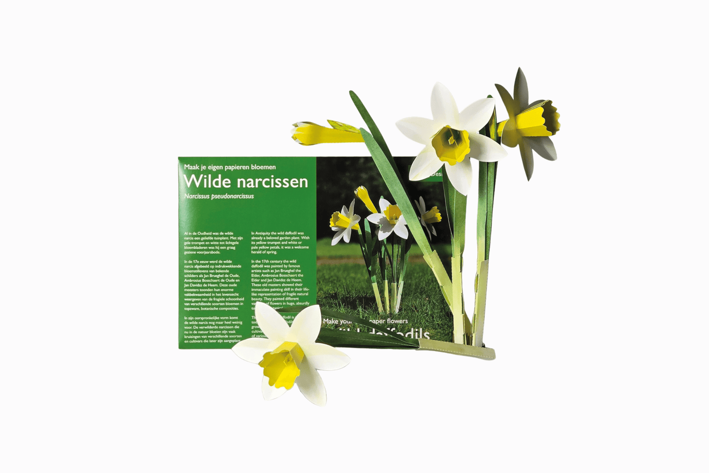 Flat pack paper wild daffodils