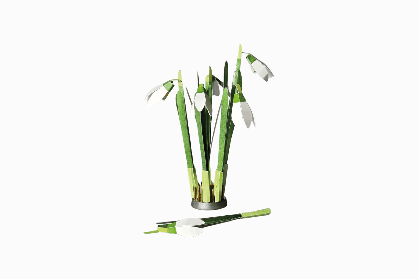 Flat pack paper Snowdrops