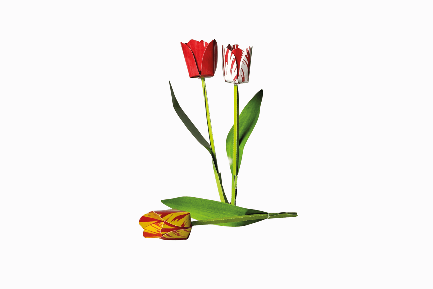 Flat pack paper tulips