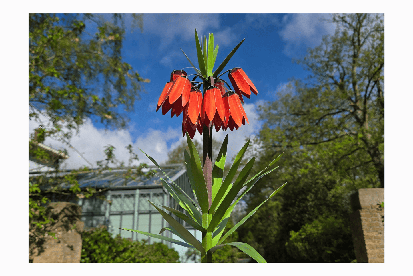 Flat pack paper Crown Imperial