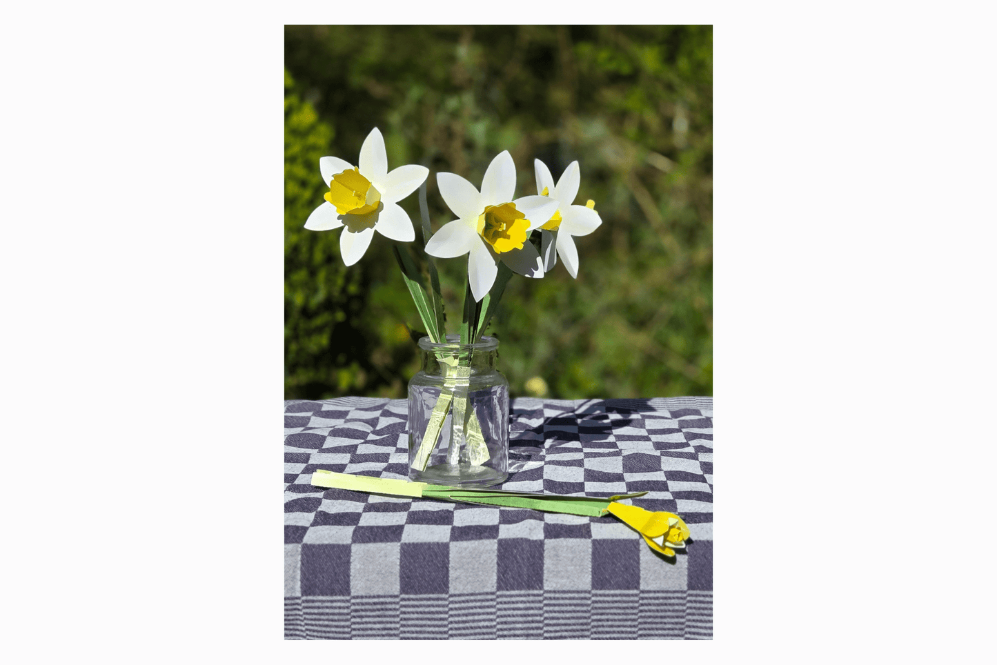Flat pack paper wild daffodils