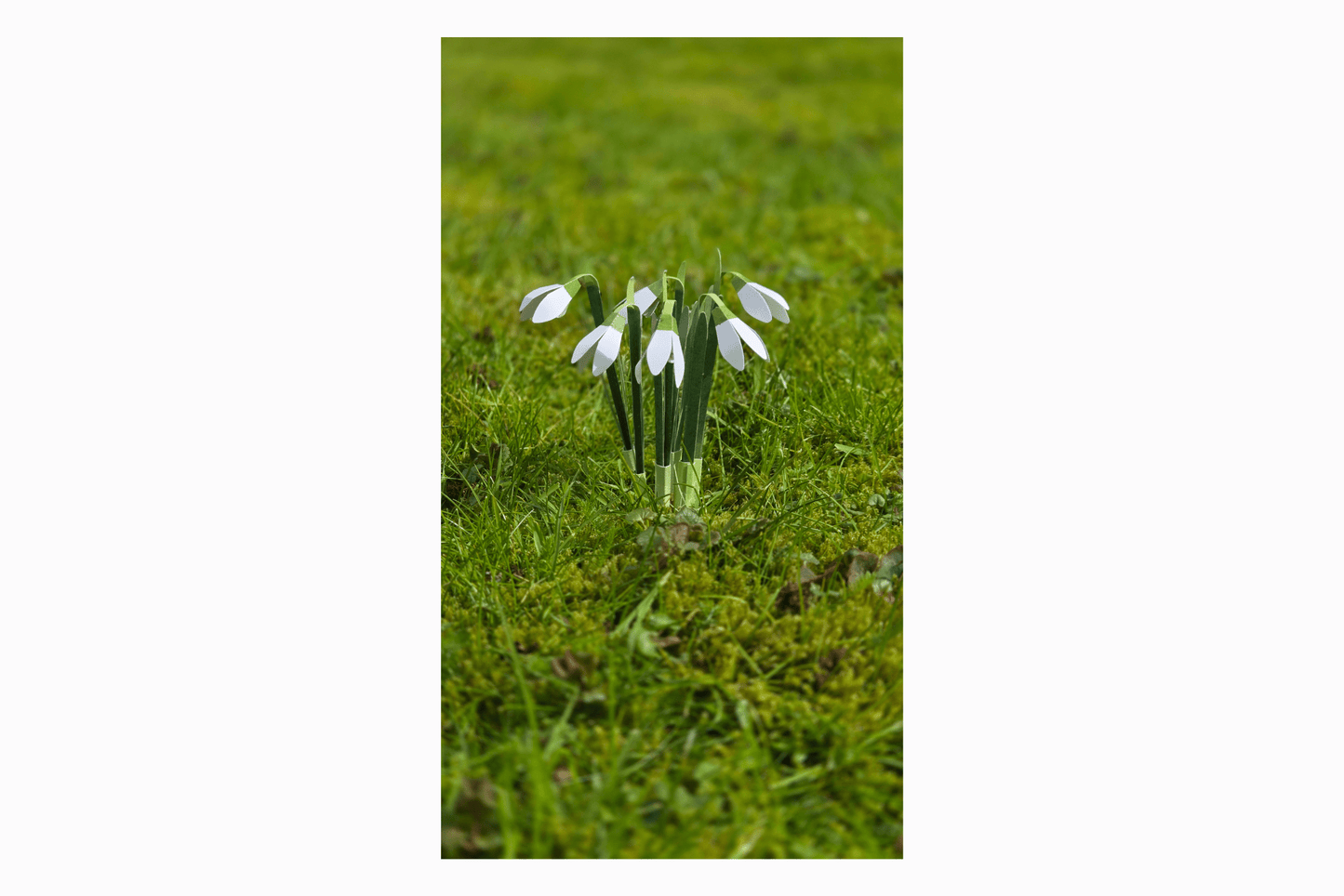 Flat pack paper Snowdrops
