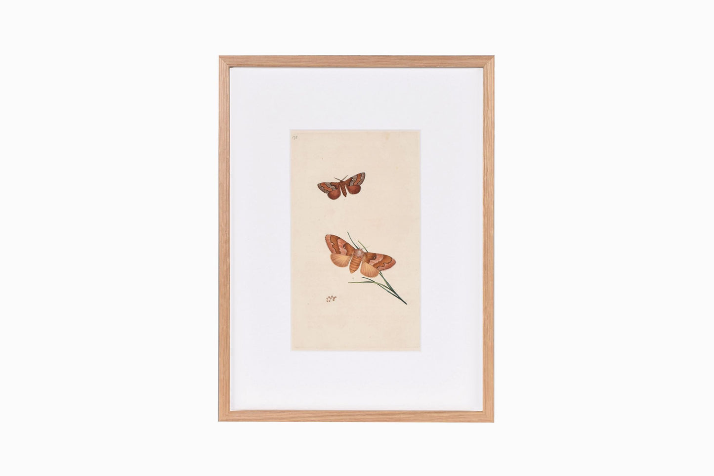 Butterfly print Ref B178