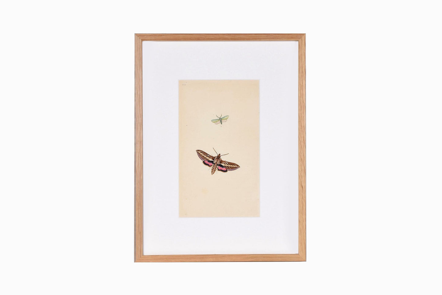Butterfly print Ref B204